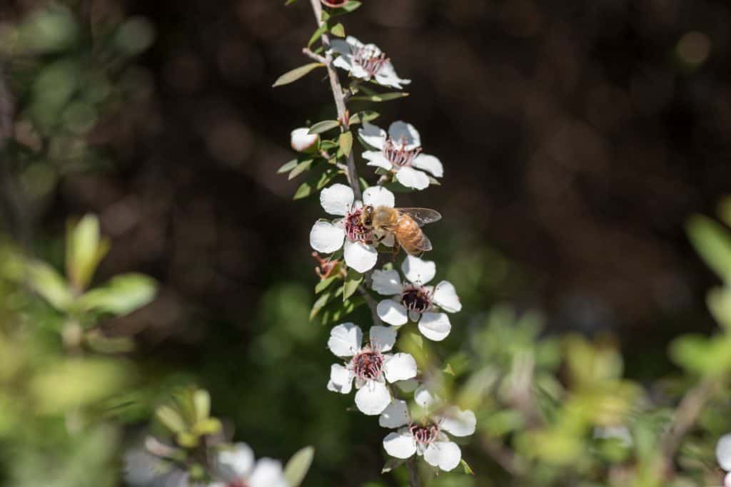 New Zealand Manuka flowers with honey bee.