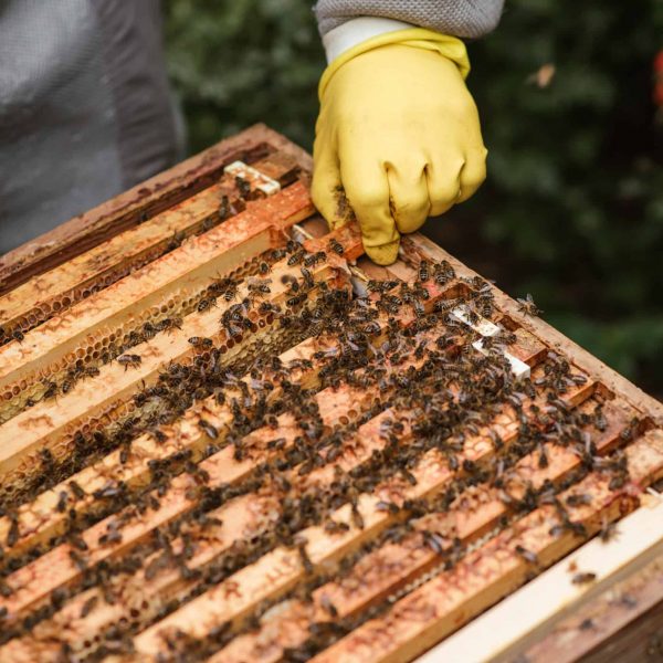 New Zealand bee keeper pulling honey frame.